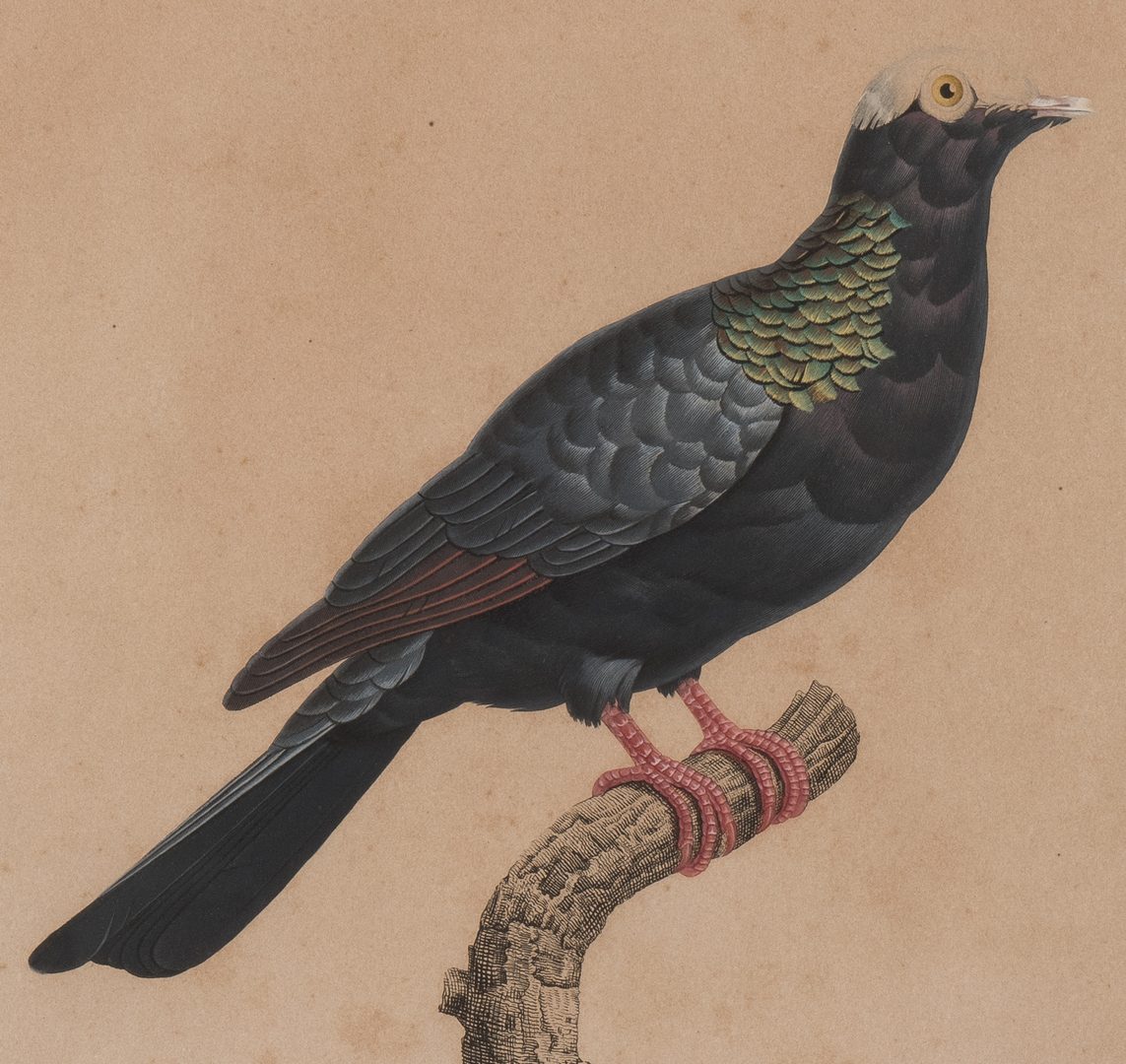 Lot 361: 5 Pauline Knip French Bird Prints, 19th c.