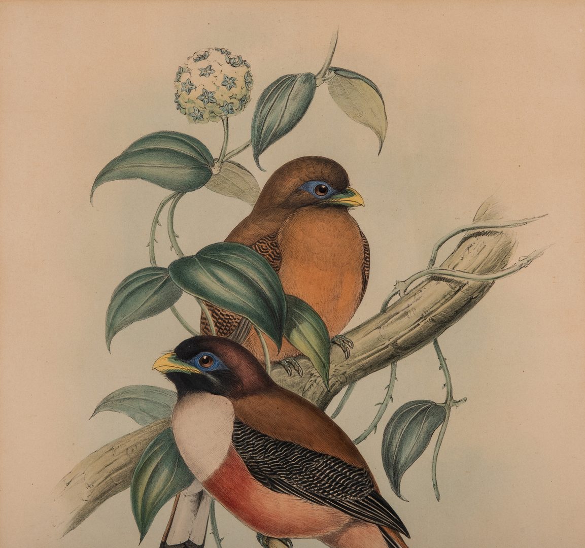 Lot 362: 2 Gould & Richter Bird Lithographs
