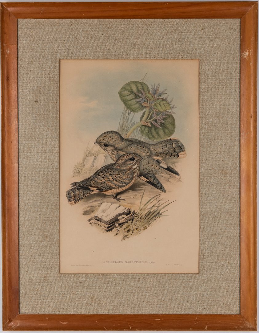 Lot 362: 2 Gould & Richter Bird Lithographs