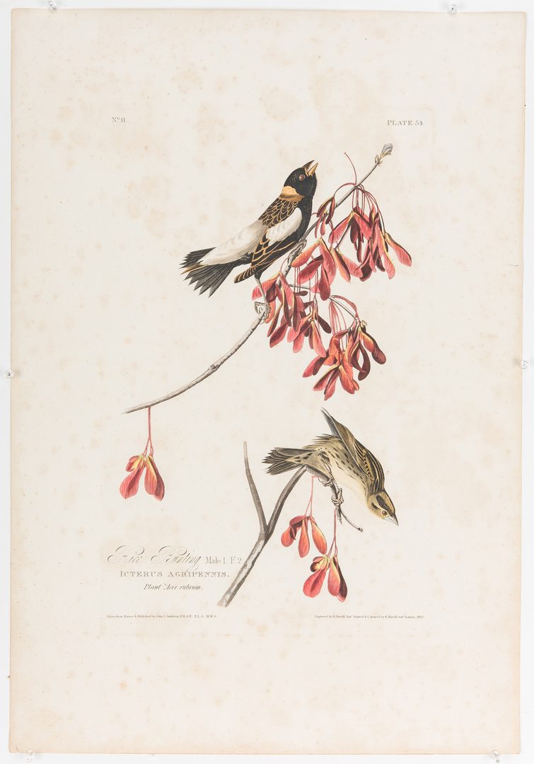Lot 690: 1 Audubon Havell Folio & 4 Octavos, 5 items