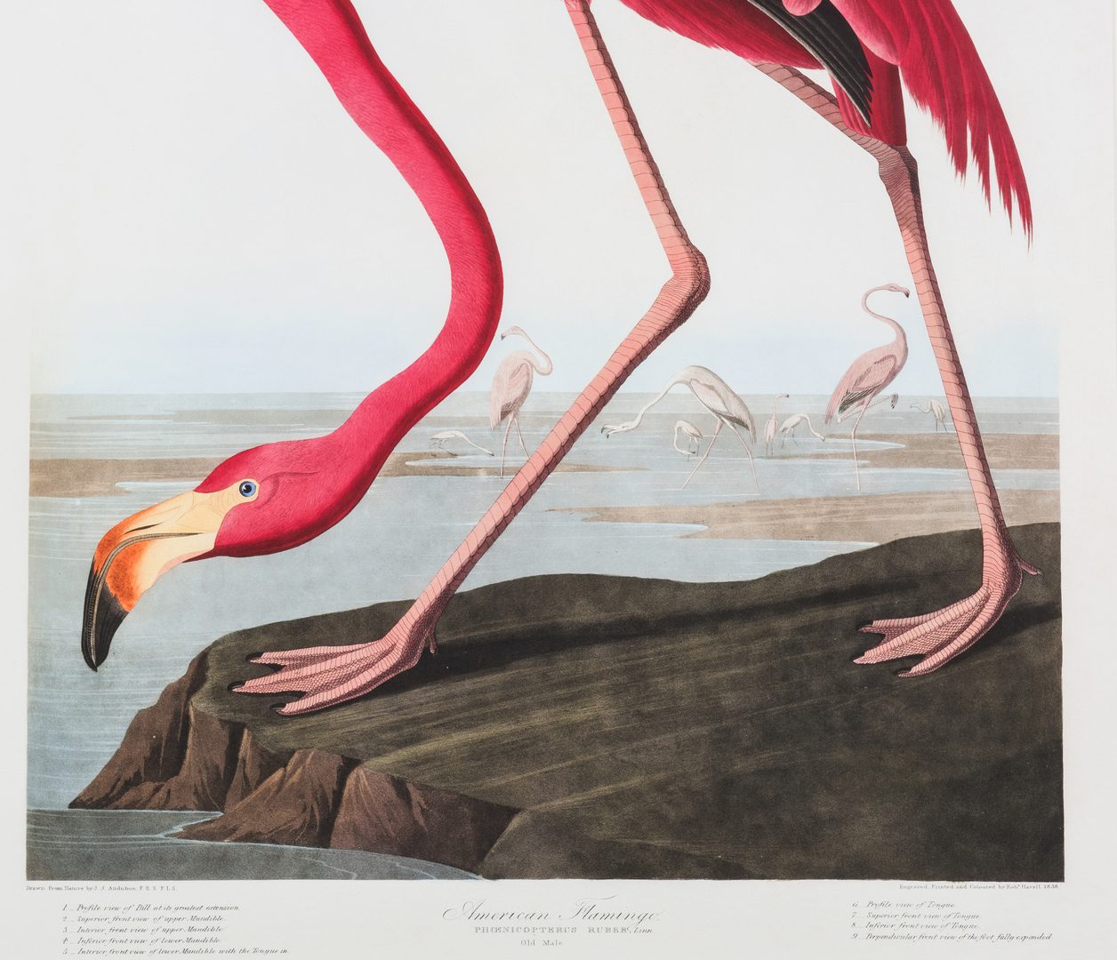 Lot 692: 2 prints after John J. Audubon, Princeton