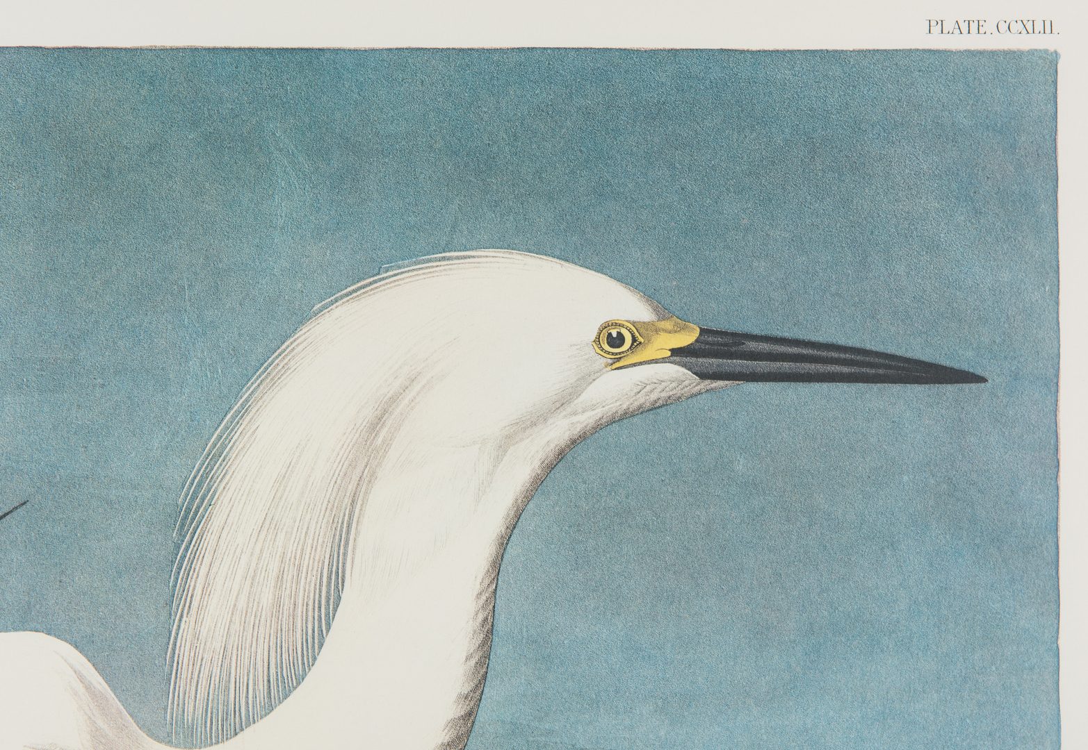 Lot 692: 2 prints after John J. Audubon, Princeton