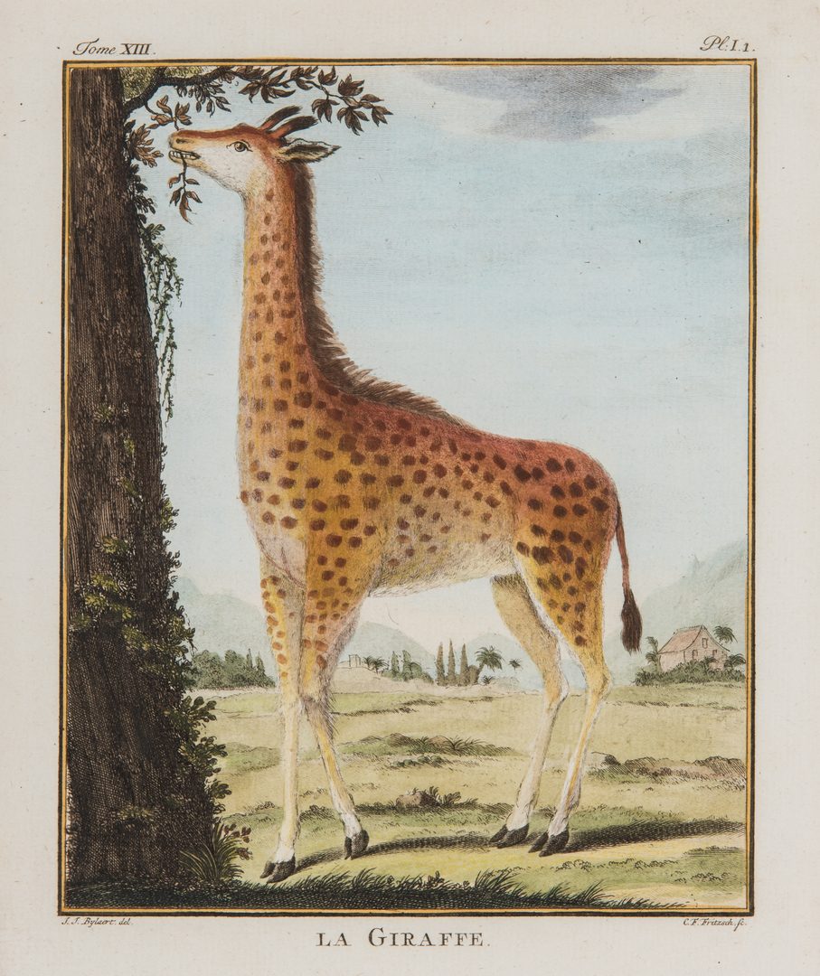 Lot 693: 6 "Histoire Naturelle" Animal Engravings