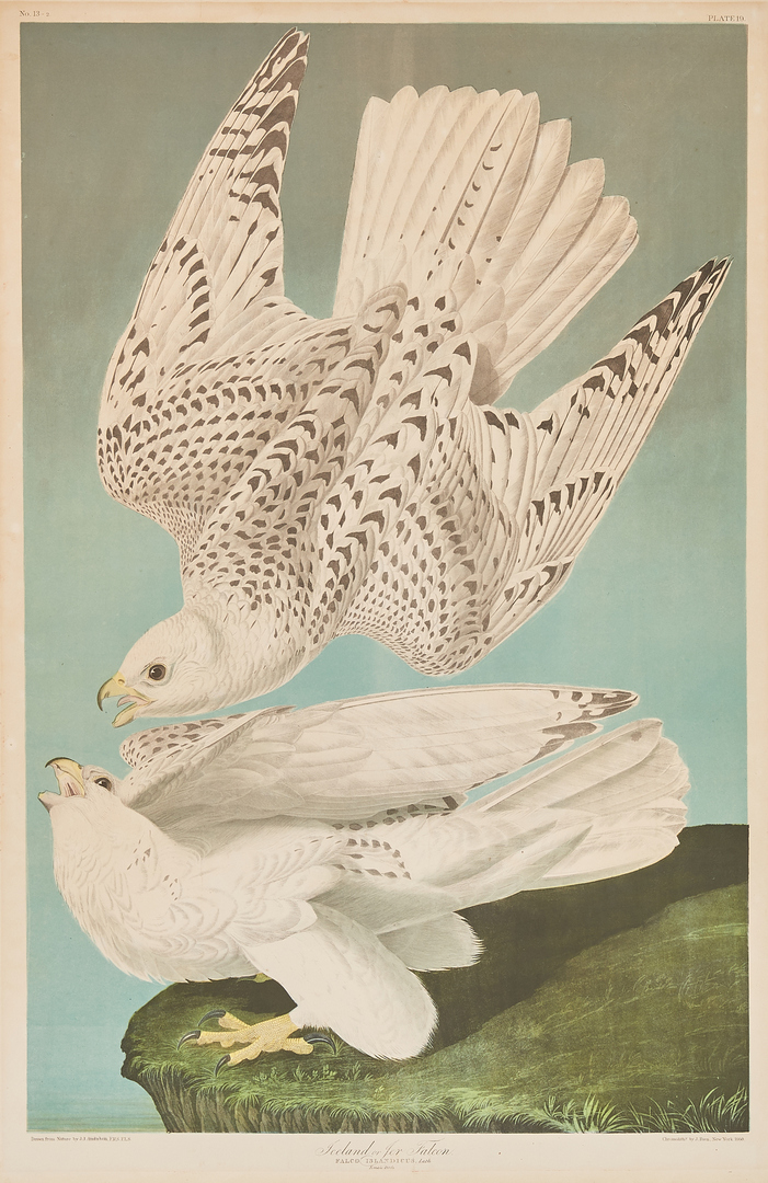 Lot 111: Audubon Bien Edition, Falcon