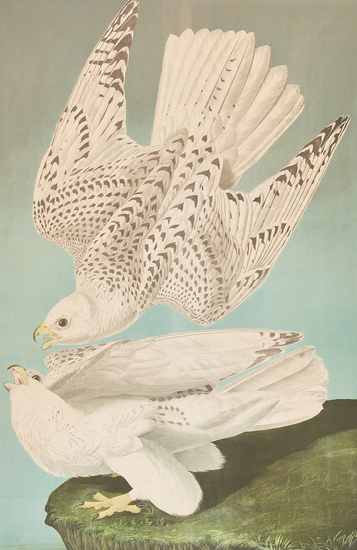 Lot 111: Audubon Bien Edition, Falcon
