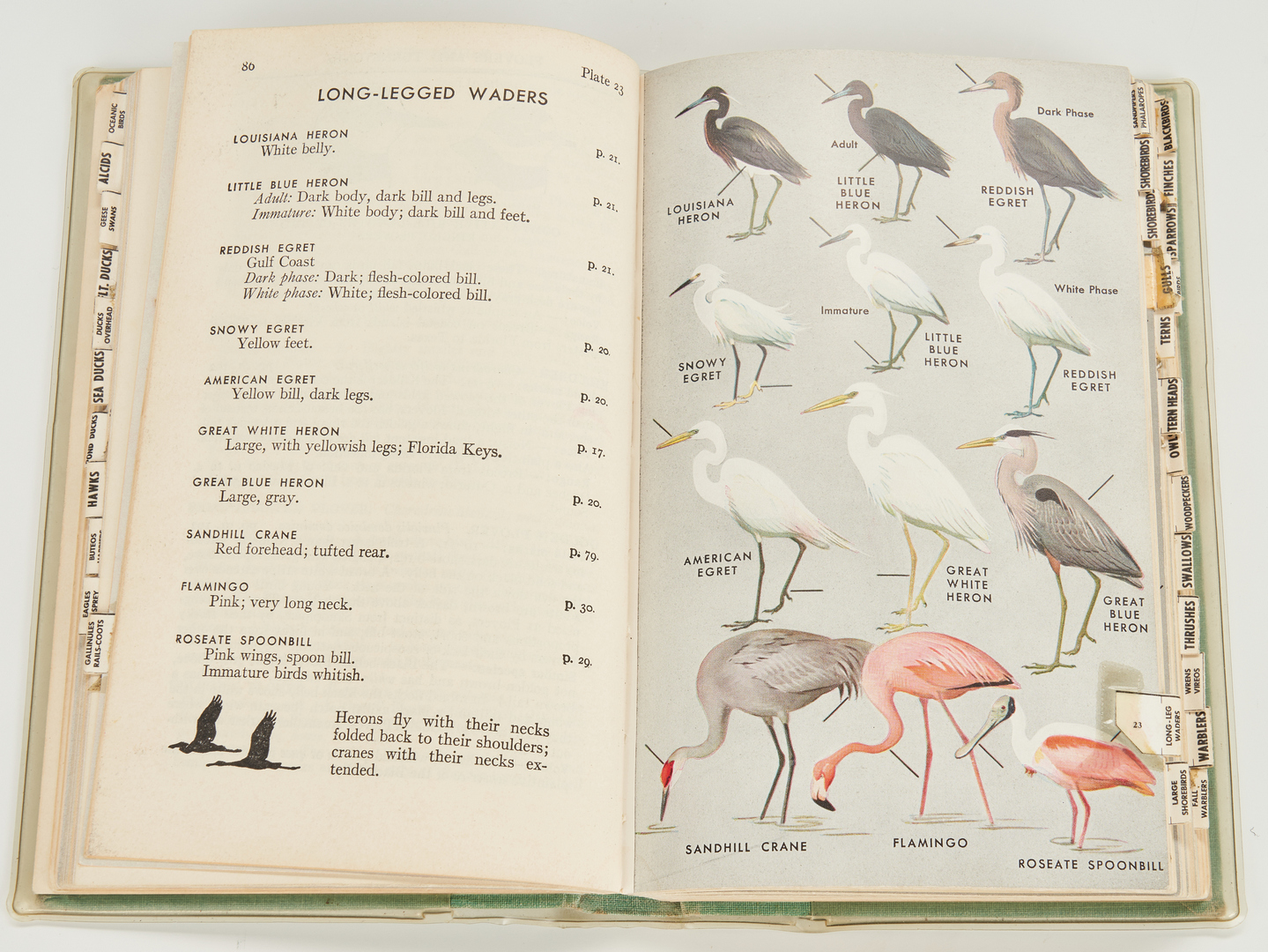 Lot 112: Roger Tory Peterson Bird Painting & Book