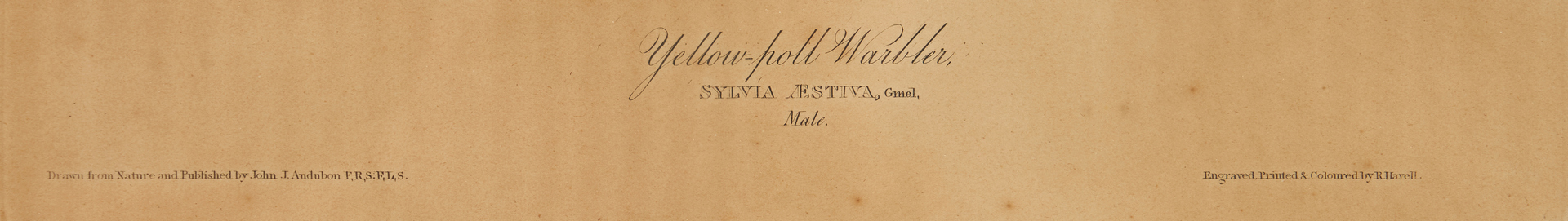 Lot 669: J. Audubon, Yellow-Poll Warbler, Havell Edition