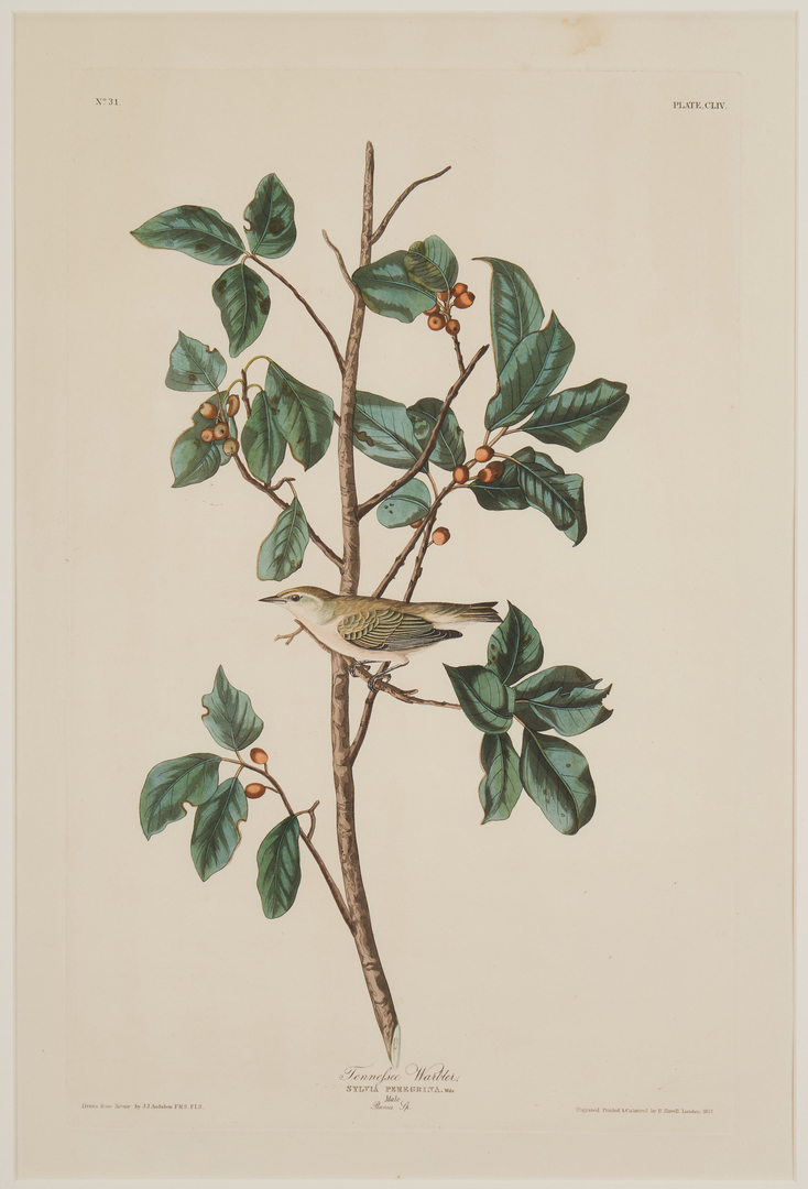 Lot 130: Audubon Havell Ed. Nashville and TN Warblers, Exhibited