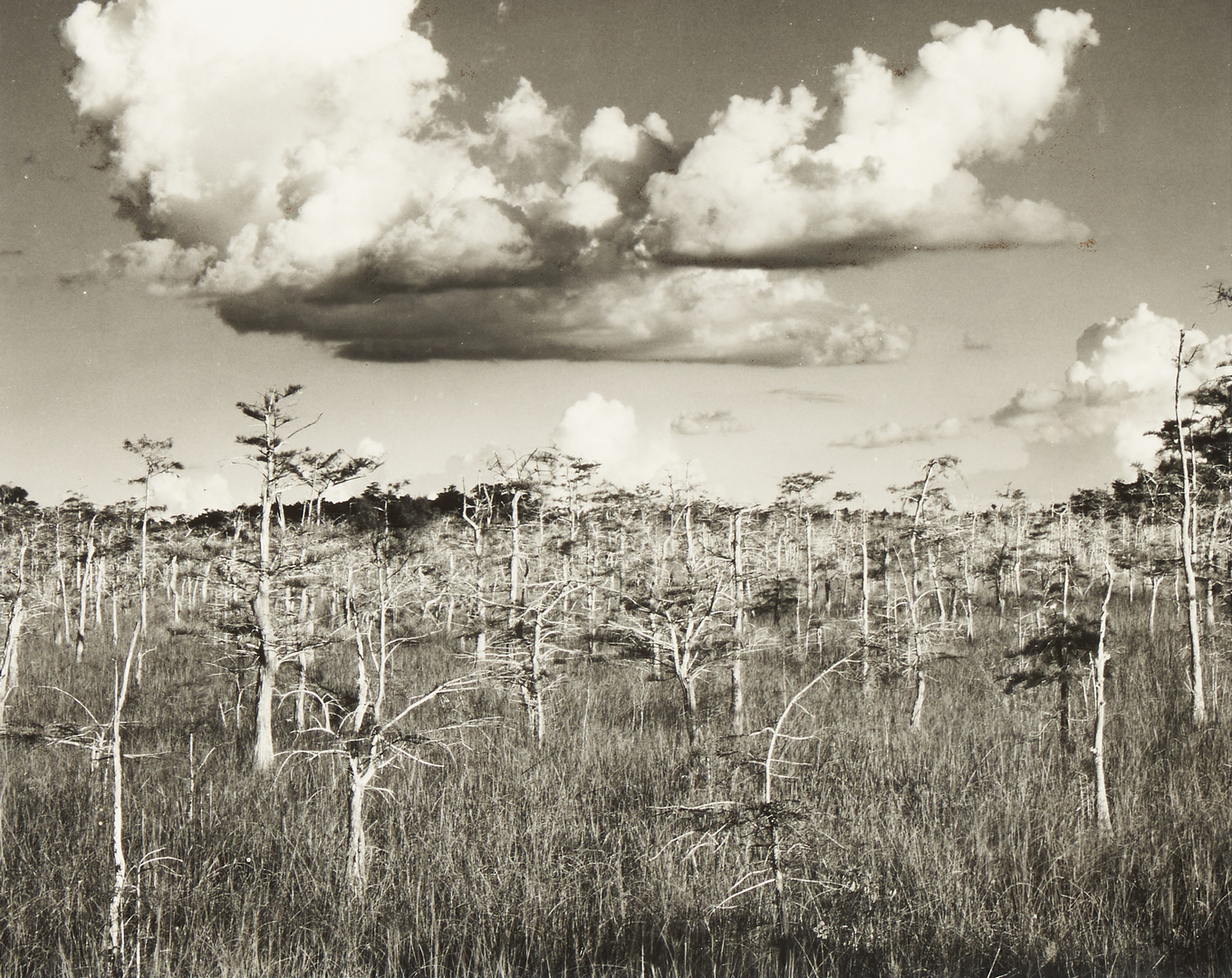 Lot 905: Clyde Butcher Photograph, Moonrise Everglades