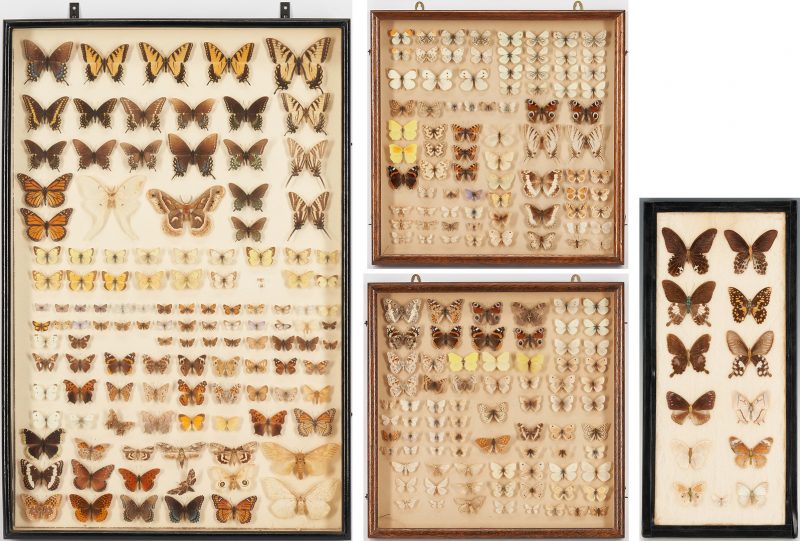 Lot 1163: 4 Framed Butterfly Specimen Collections