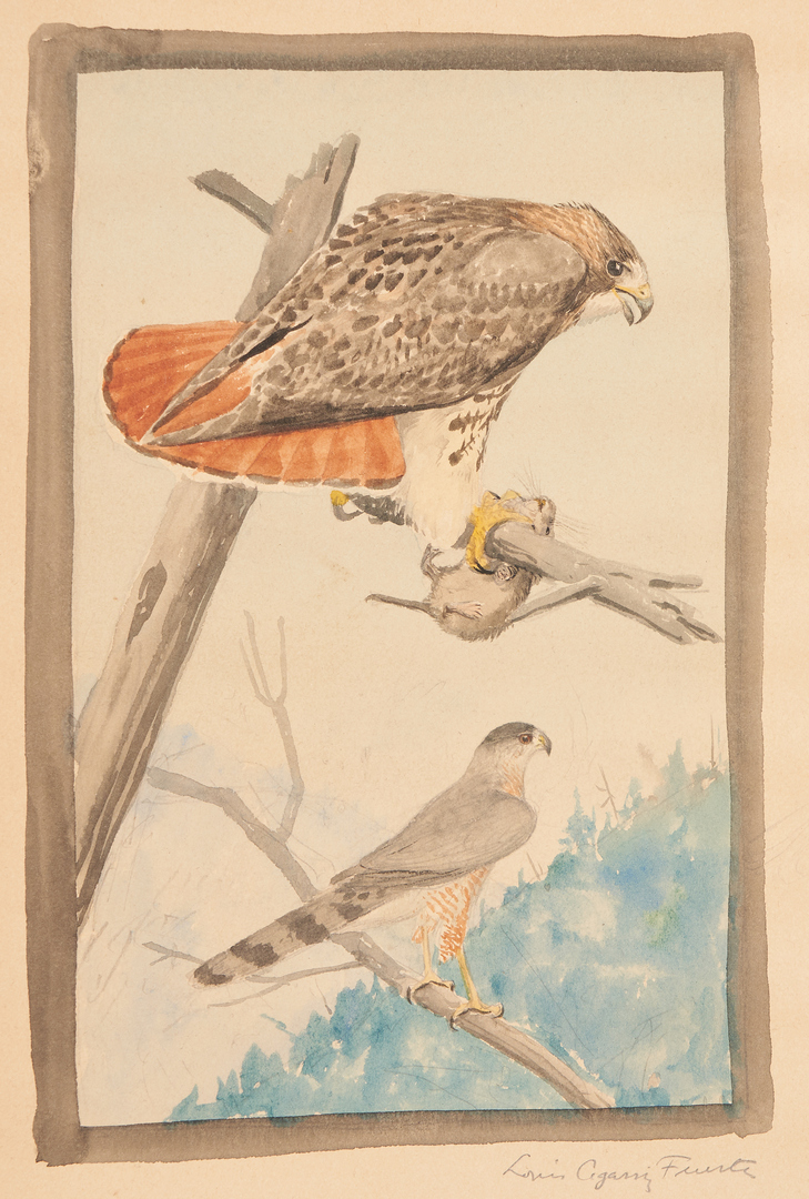 Lot 477: Louis Fuertes, Bird Watercolor