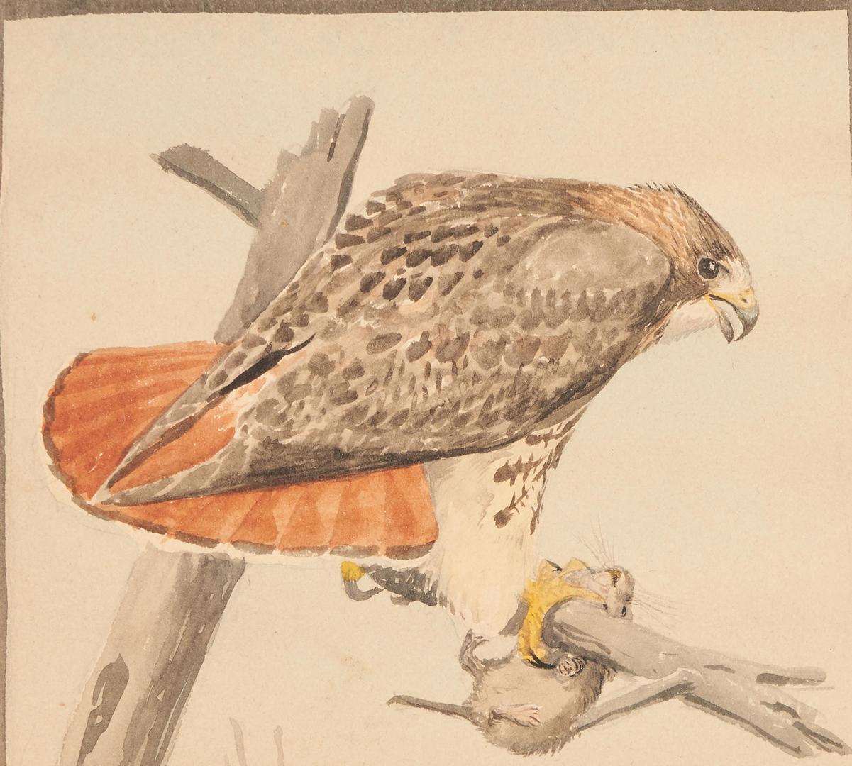 Lot 477: Louis Fuertes, Bird Watercolor