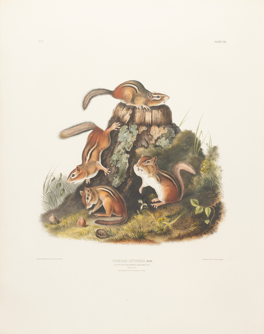 Lot 478: Audubon 19th c. Lithograph: Chipping Squirrel