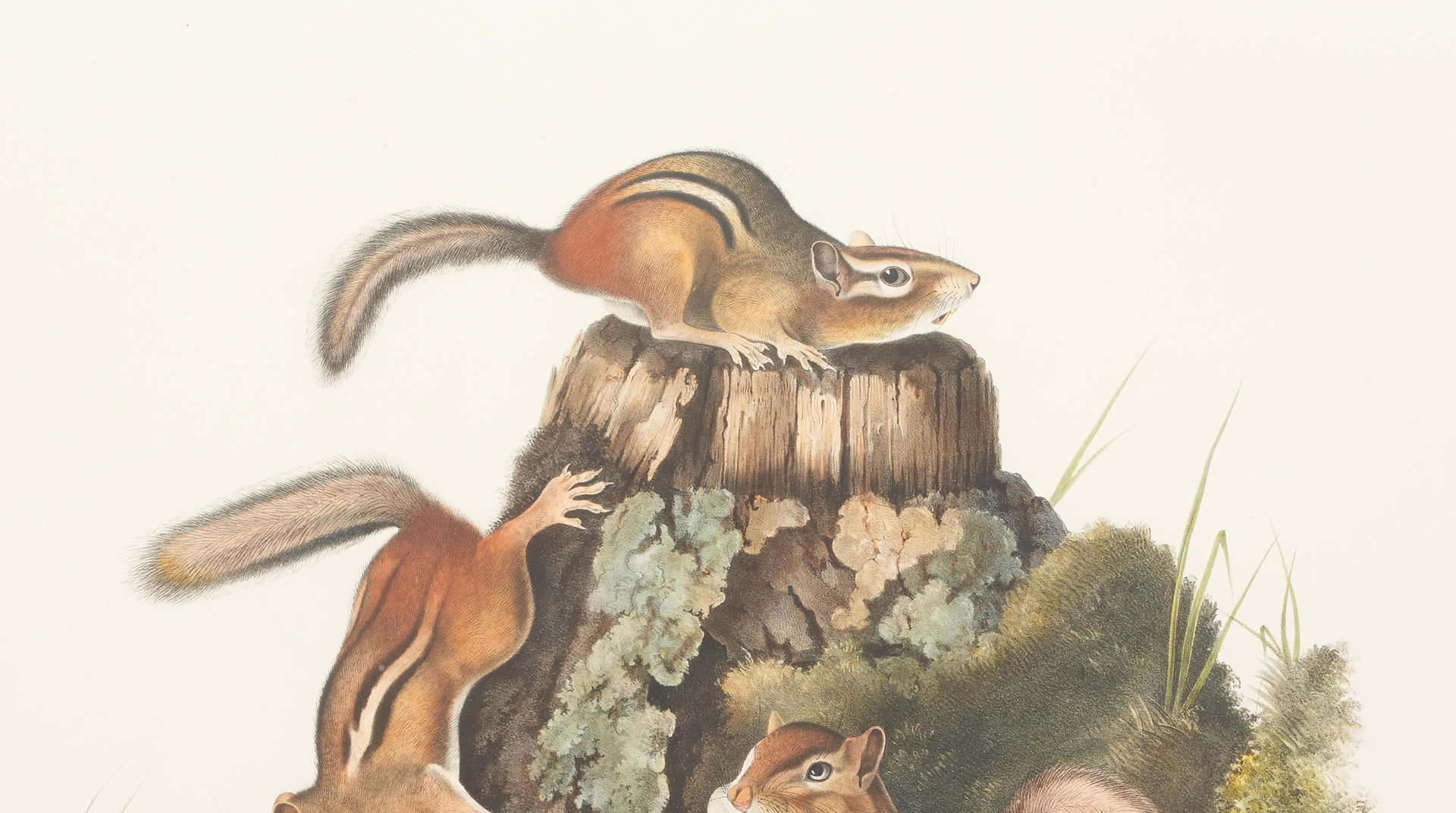 Lot 478: Audubon 19th c. Lithograph: Chipping Squirrel