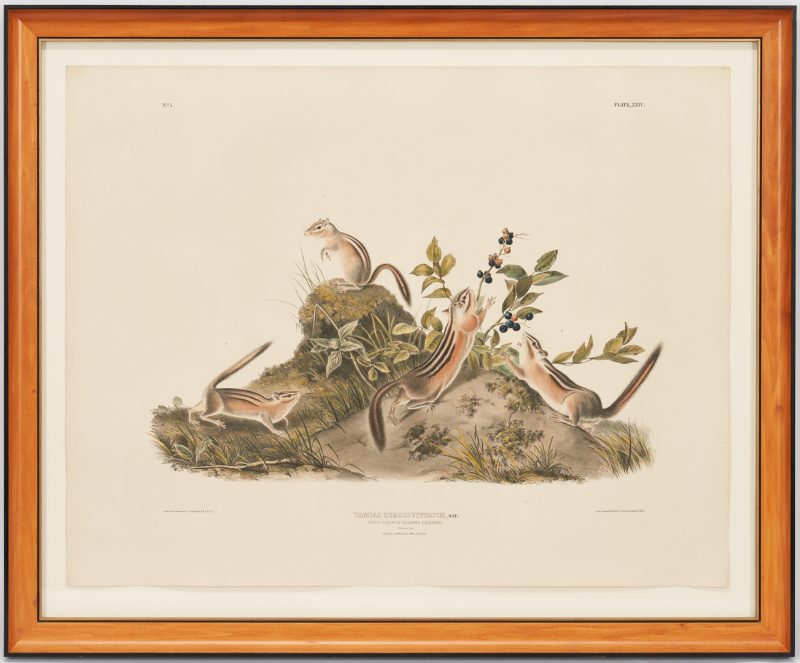Lot 480: Audubon 19th c. Lithograph: Ground Squirrel