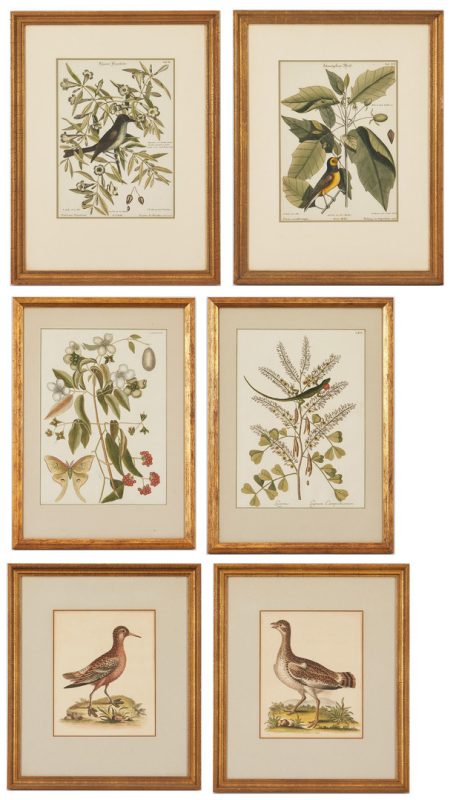 Lot 914: 6 Flora and Fauna Prints, incl. M. Catesby, G. Edwards