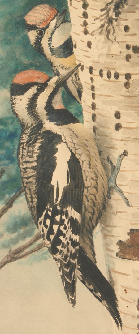 Lot 186: Louis Fuertes Watercolor Painting, Woodpeckers
