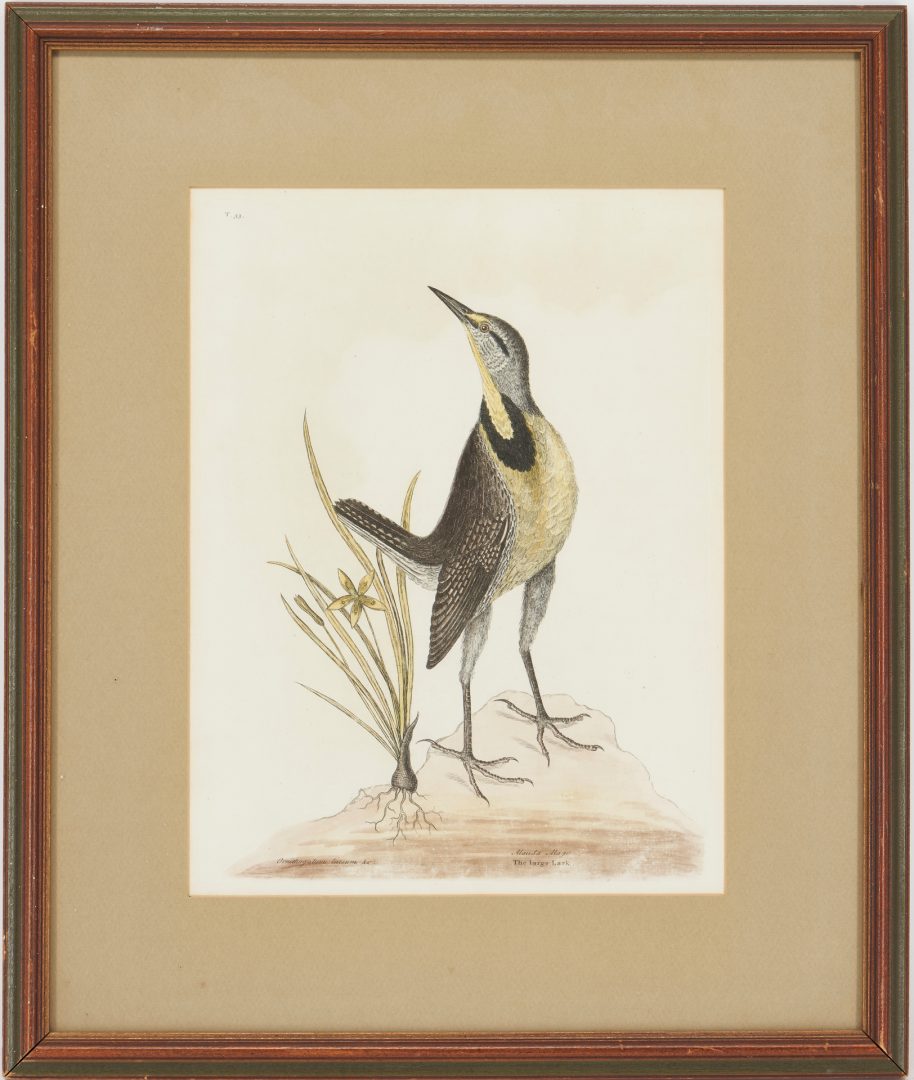 Lot 935: Mark Catesby Bird Print, The Large Lark