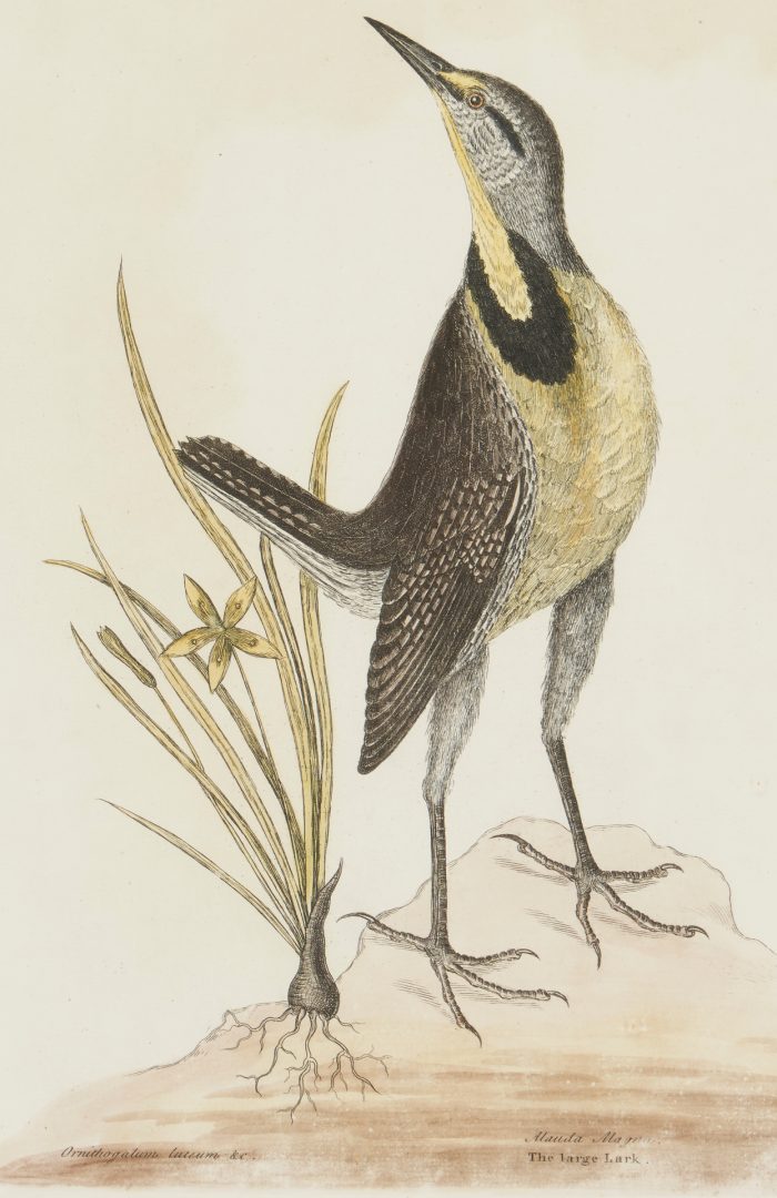 Lot 935: Mark Catesby Bird Print, The Large Lark