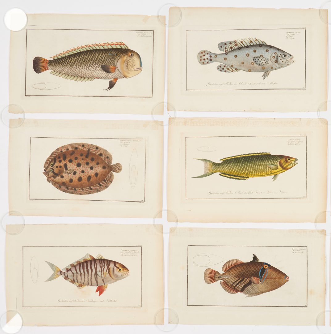 Lot 936: 10 Marcus Elieser Bloch Fish Engravings