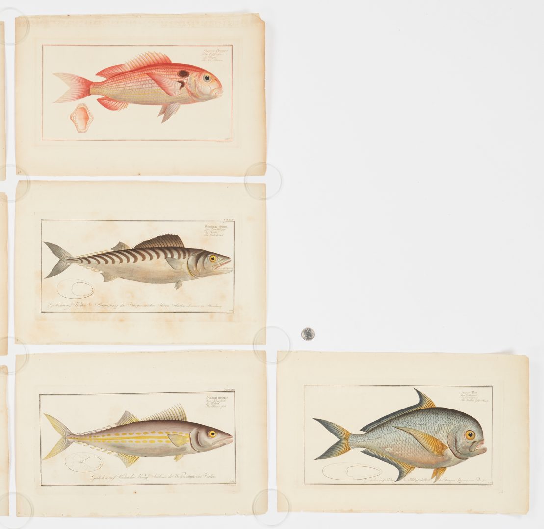 Lot 936: 10 Marcus Elieser Bloch Fish Engravings