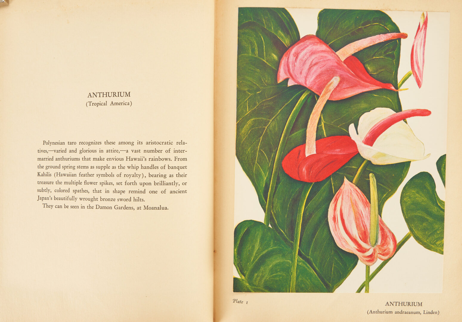 Lot 702: 6 Hawaiian Related Books inc. Fishes 1905, Volcanoes, Flowers, Fruits