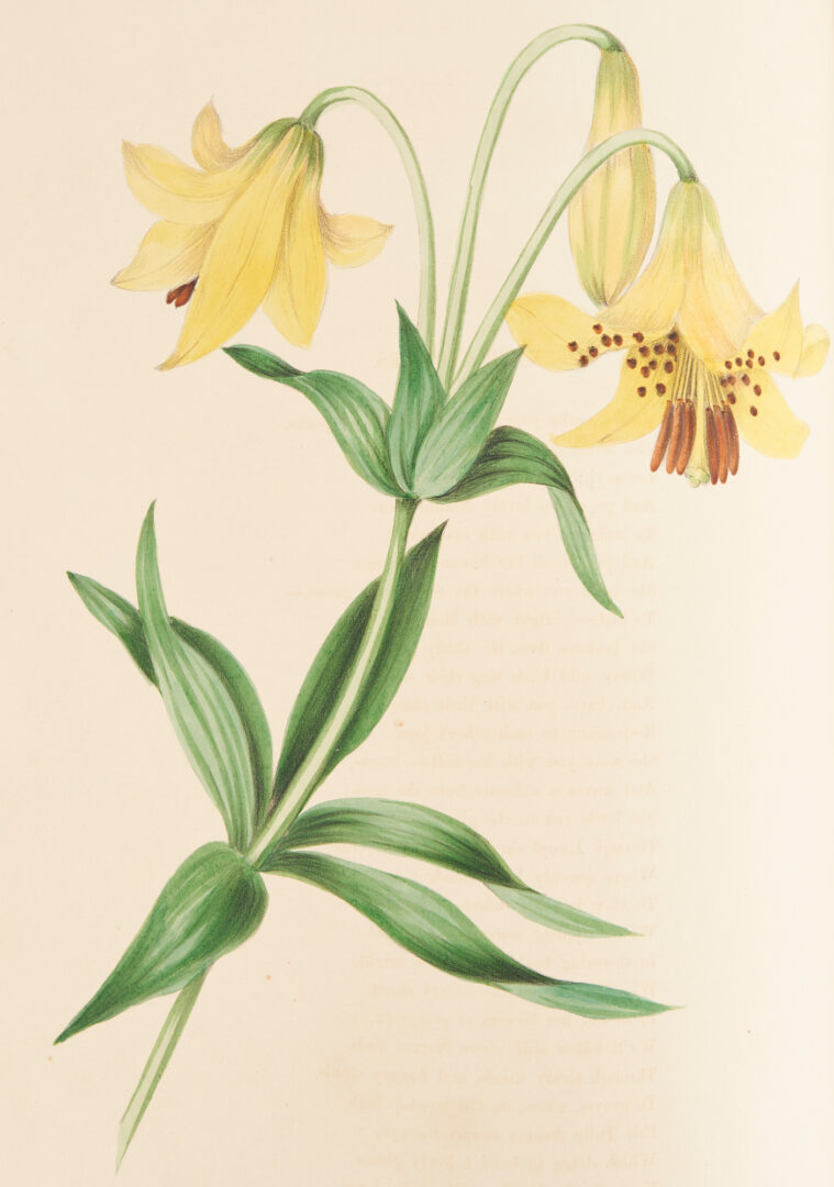Lot 708: C.M. Badger, Wildflowers Drawn and Colored from Nature Book, 1860