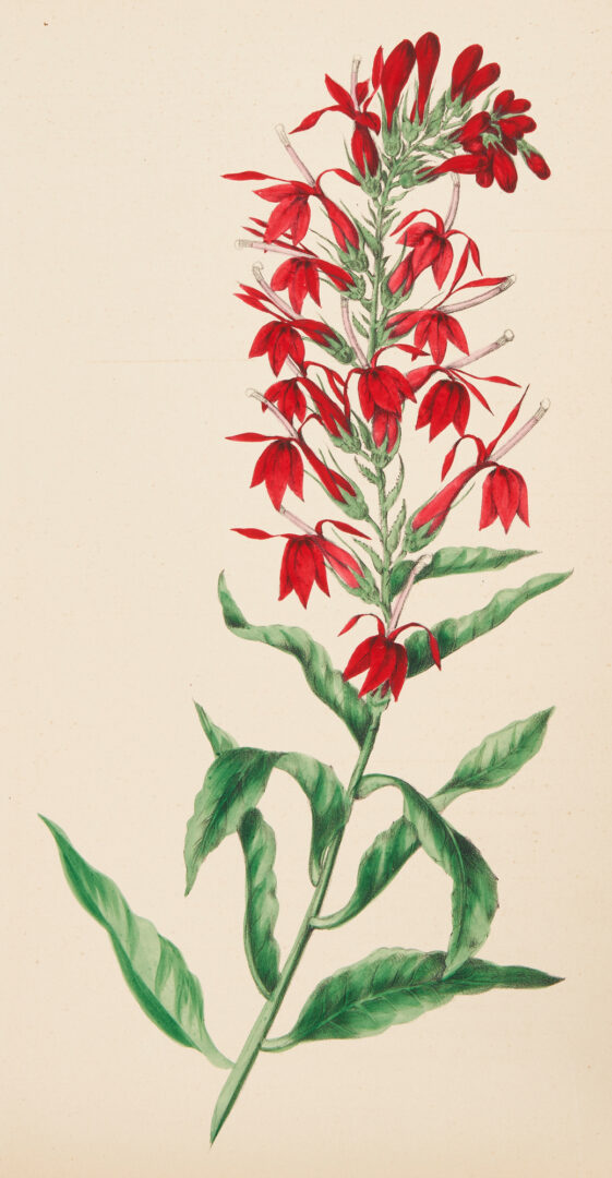 Lot 708: C.M. Badger, Wildflowers Drawn and Colored from Nature Book, 1860