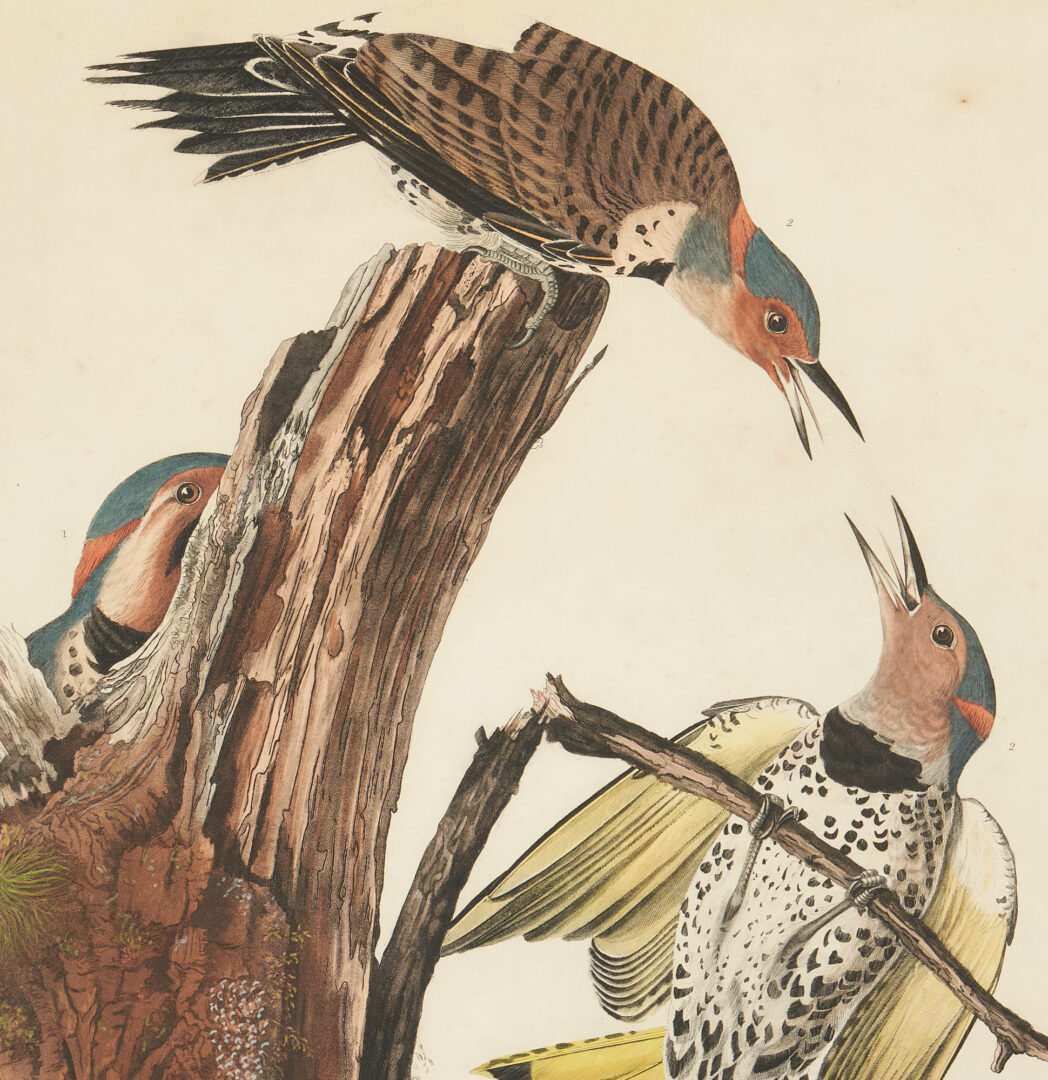 Lot 710: Audubon Birds of America Gold-Winged Woodpecker Print, Havell Edition