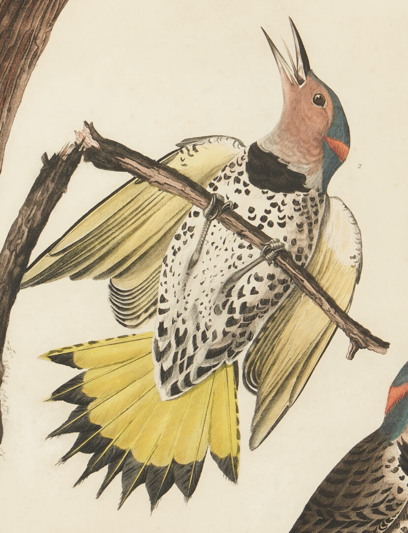 Lot 710: Audubon Birds of America Gold-Winged Woodpecker Print, Havell Edition