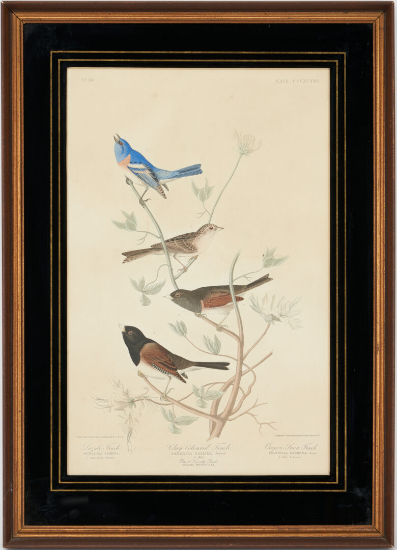 Lot 711: Audubon Birds of America Finches Print, Havell Edition