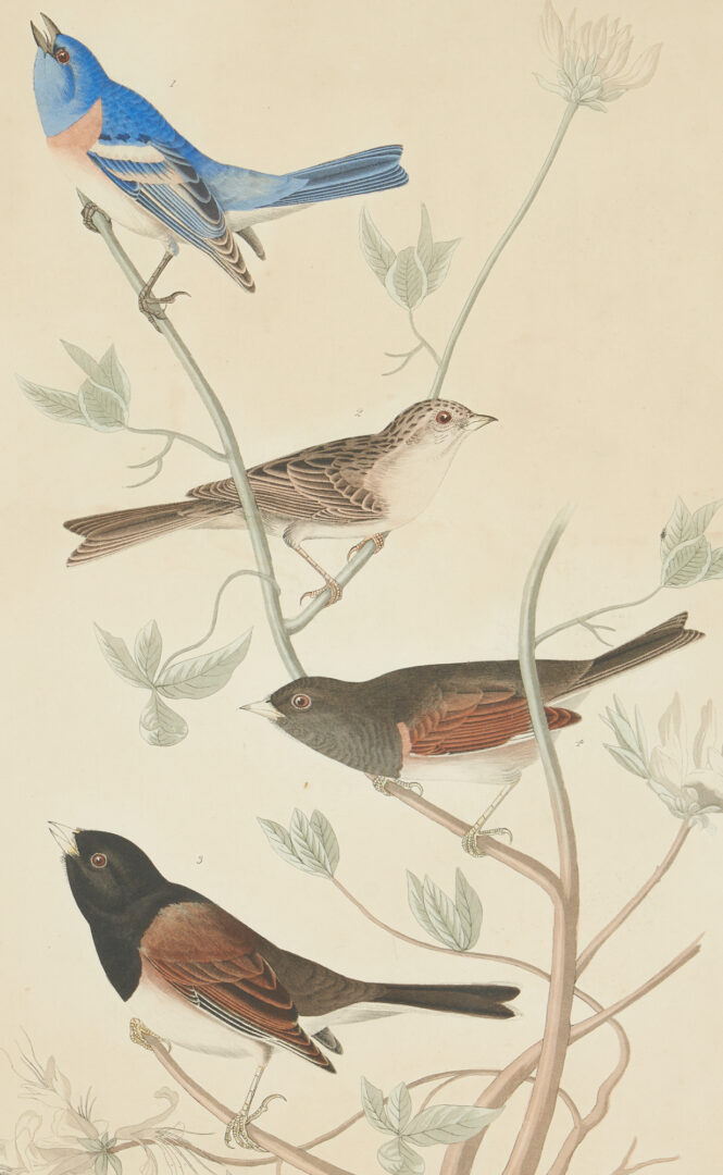 Lot 711: Audubon Birds of America Finches Print, Havell Edition