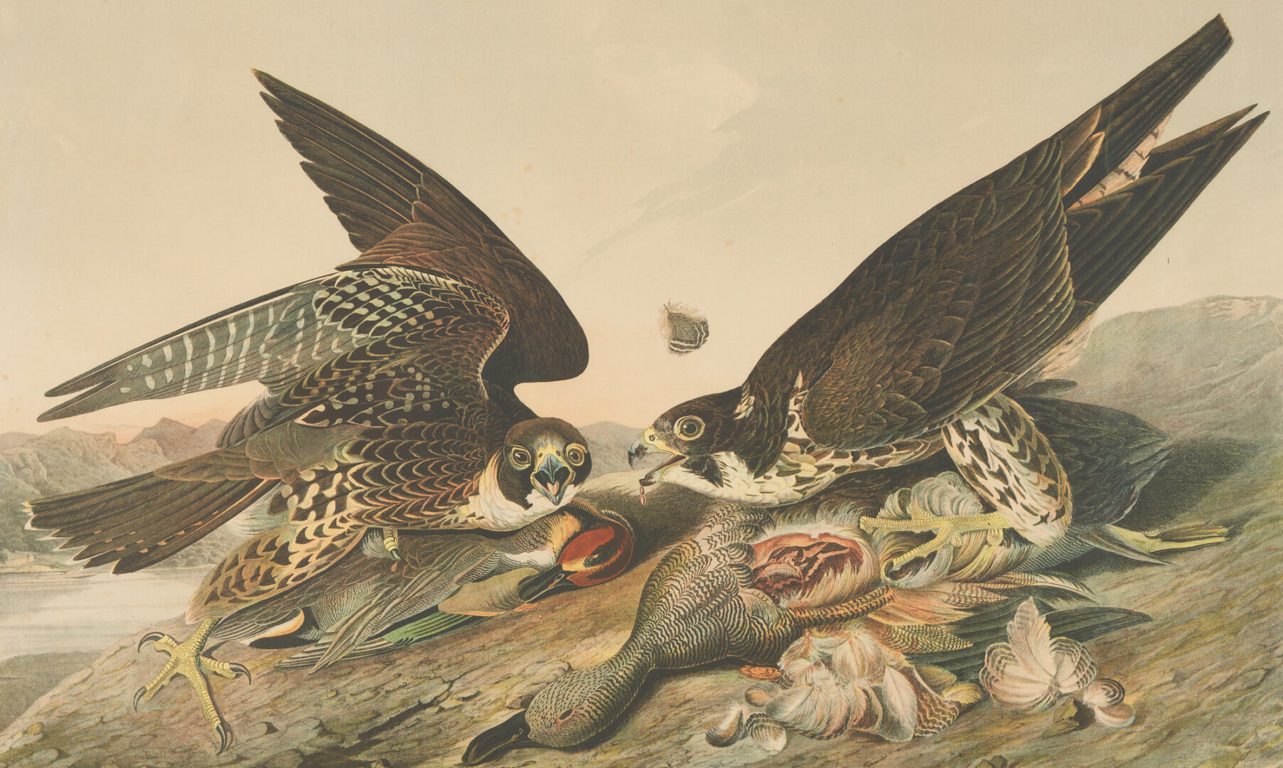 Lot 712: Audubon Great-Footed Hawk from Birds of America, Bien Edition