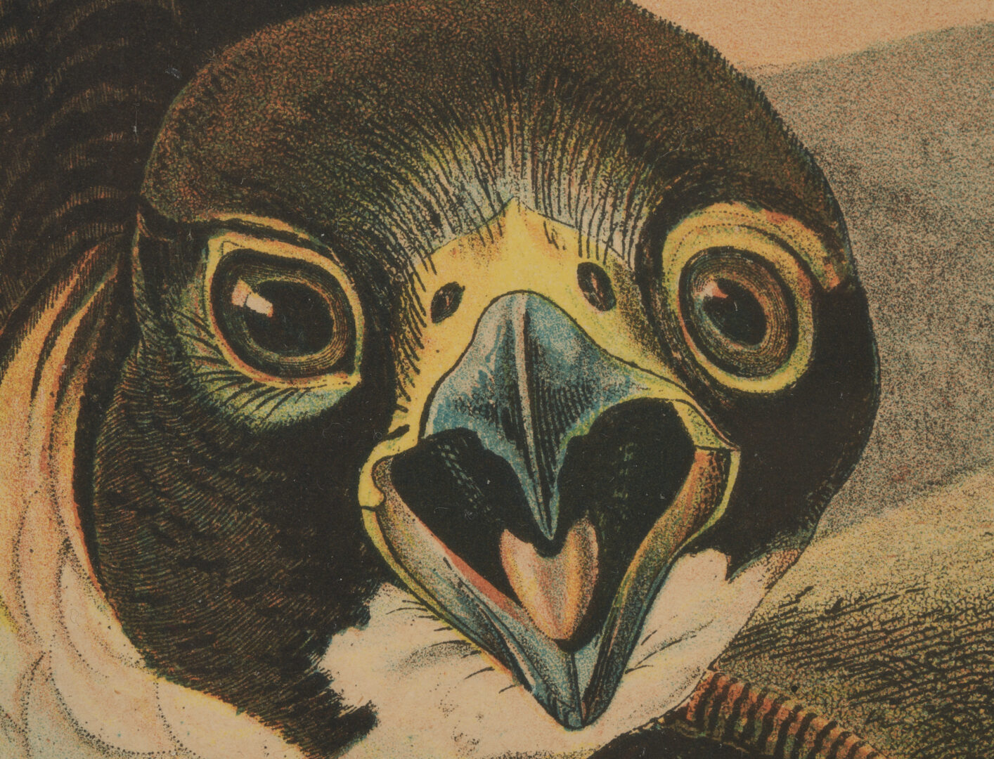 Lot 712: Audubon Great-Footed Hawk from Birds of America, Bien Edition