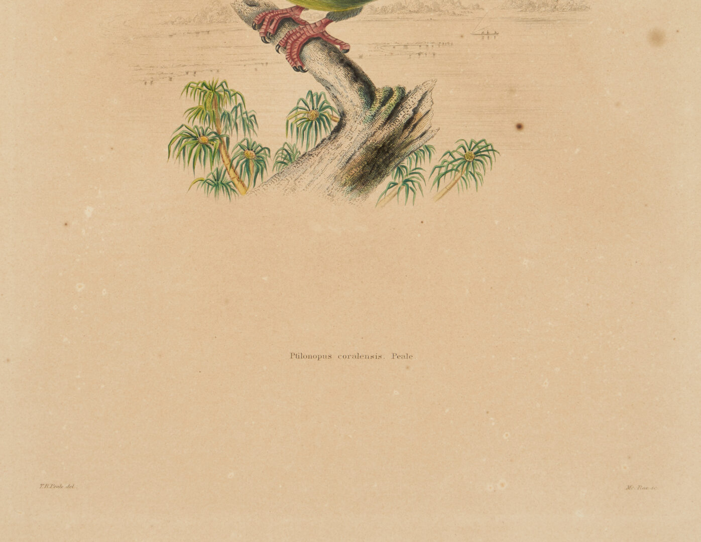 Lot 713: 4 Rare Early Bird Prints from John Cassin's Mammalogy and Ornithology