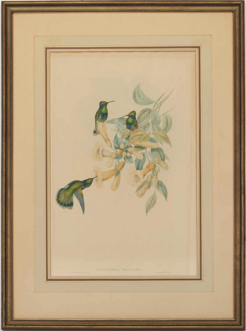 Lot 1089: 4 Gould & Richter Colored Lithographs, Hummingbirds & Birds of Great Britain