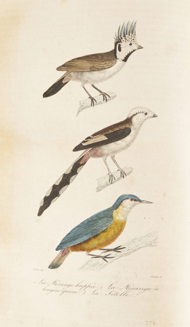 Lot 625: 7 19th C. Natural History Books, Ornithology & Botanical, incl. Color Plates