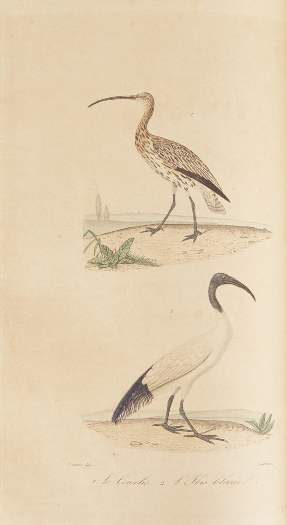 Lot 625: 7 19th C. Natural History Books, Ornithology & Botanical, incl. Color Plates