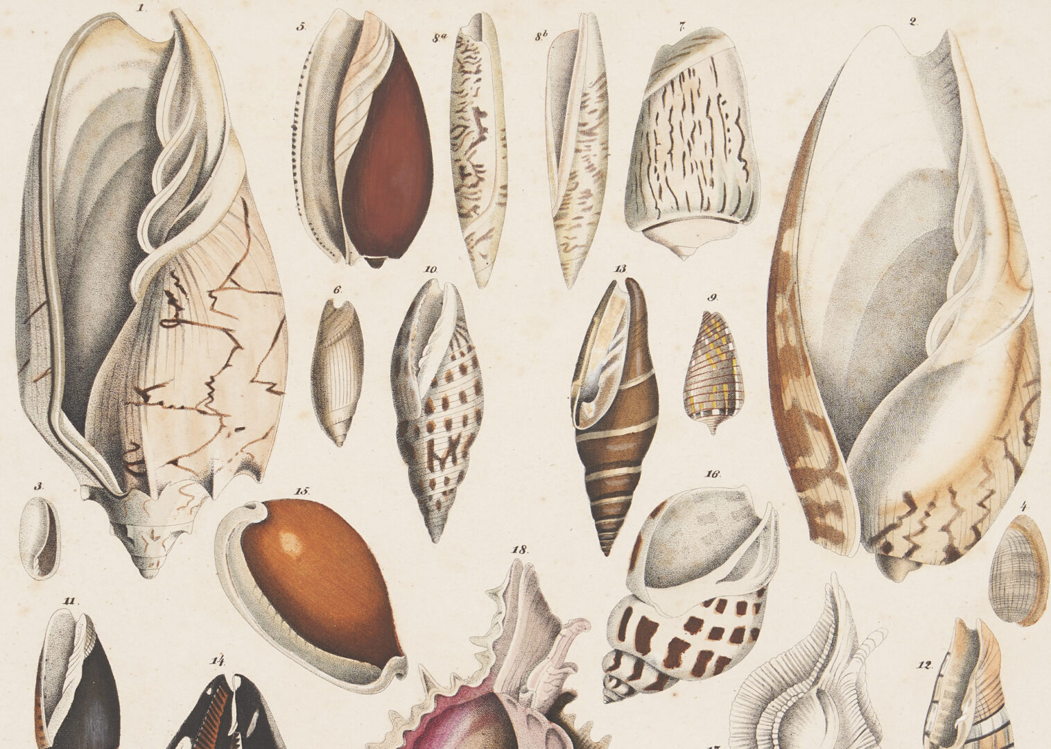 Lot 256: Lorenz Oken German Natural History Lithographs, Shells & Corals