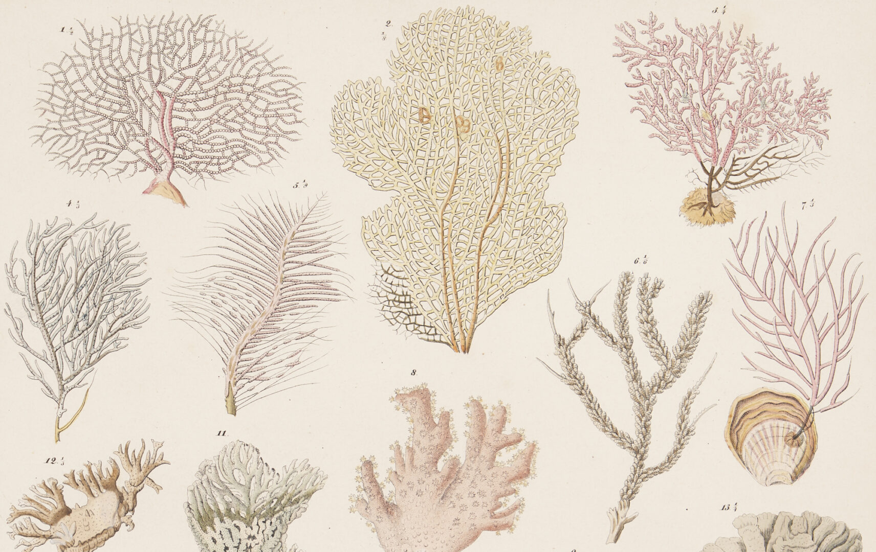 Lot 256: Lorenz Oken German Natural History Lithographs, Shells & Corals