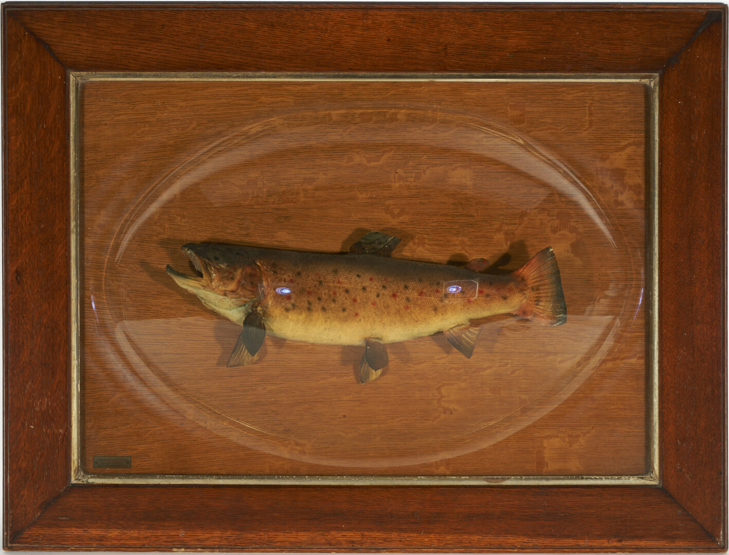 Lot 631: Taxidermy Fish by Charles H. Heldon, Williamsport, PA C. 1913