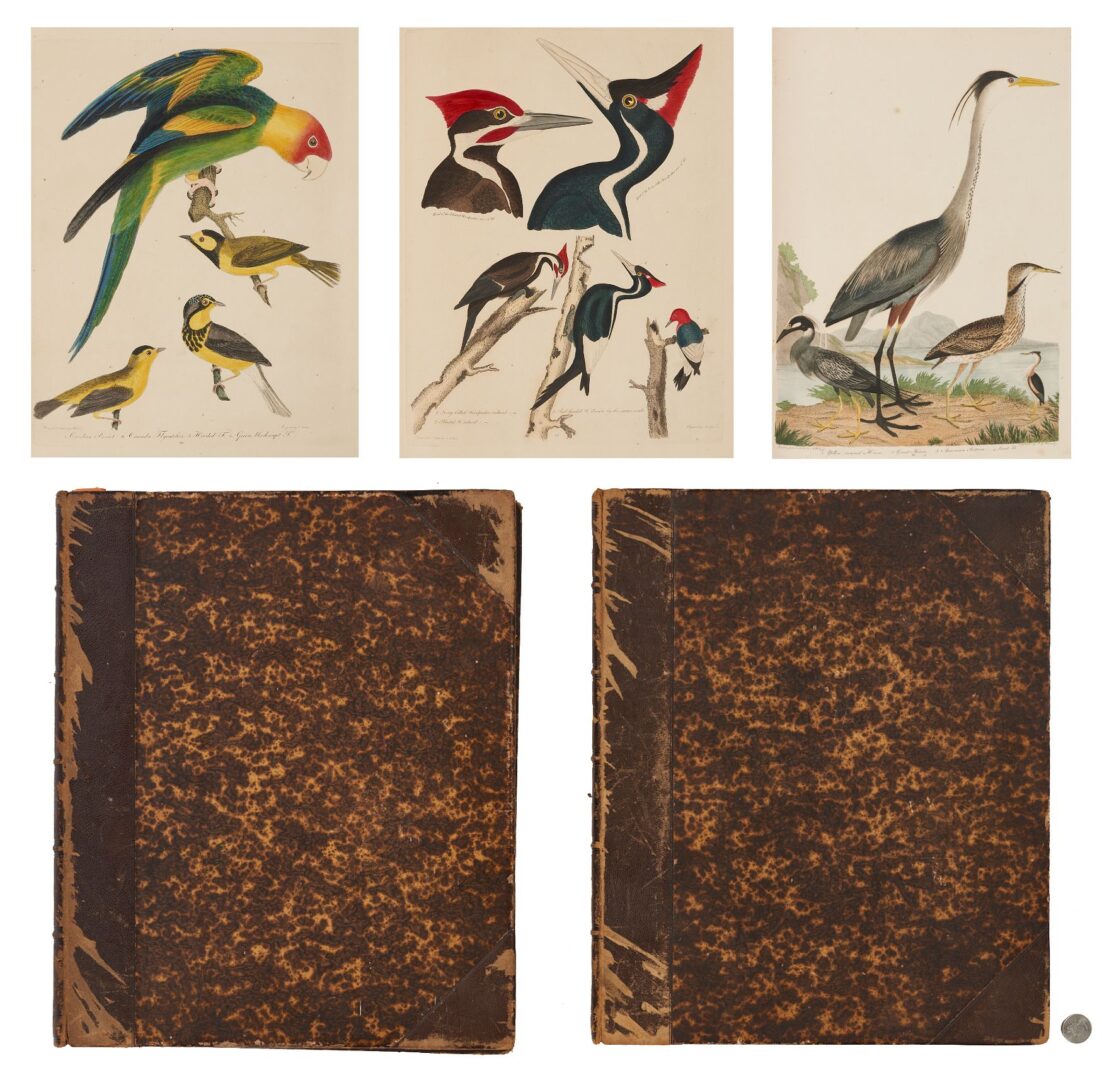 Lot 495: American Ornithology Plates Folio in 2 Vols, A. Wilson and C. Bonaparte