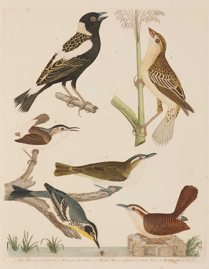 Lot 495: American Ornithology Plates Folio in 2 Vols, A. Wilson and C. Bonaparte