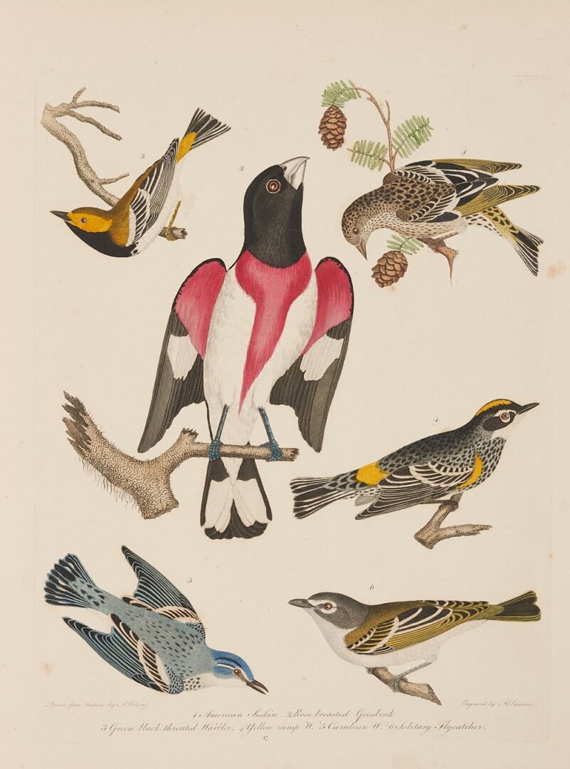 Lot 495: American Ornithology Plates Folio in 2 Vols, A. Wilson and C. Bonaparte