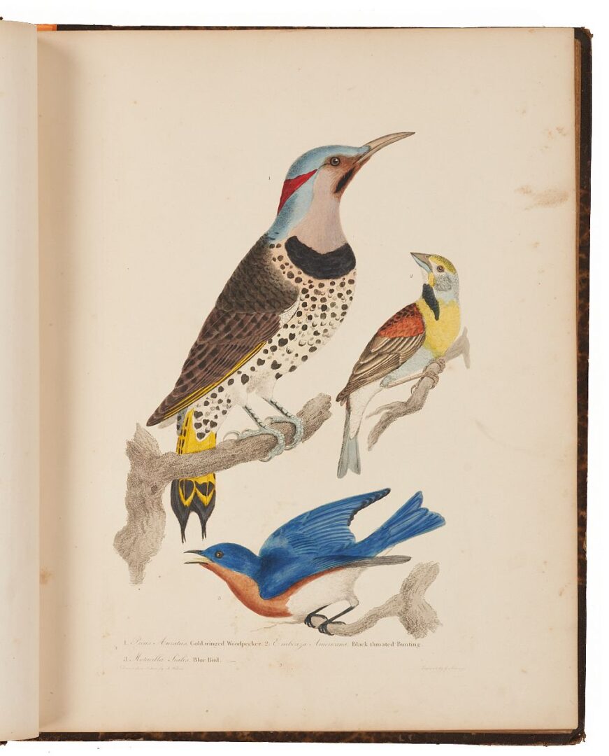 Lot 495: American Ornithology Plates Folio in 2 Vols, A. Wilson and C. Bonaparte