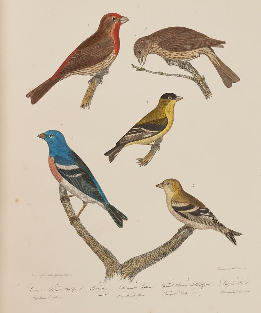 Lot 495: American Ornithology Plates Folio in 2 Vols, A. Wilson and C. Bonaparte