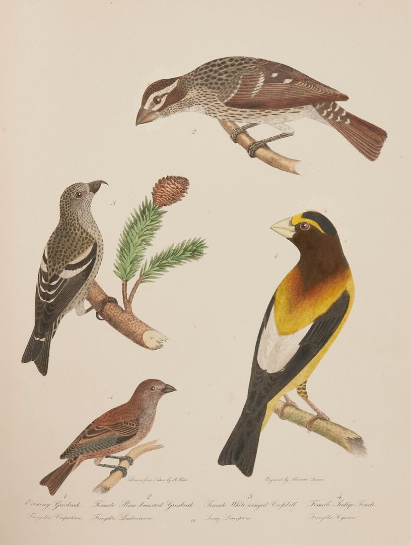 Lot 495: American Ornithology Plates Folio in 2 Vols, A. Wilson and C. Bonaparte