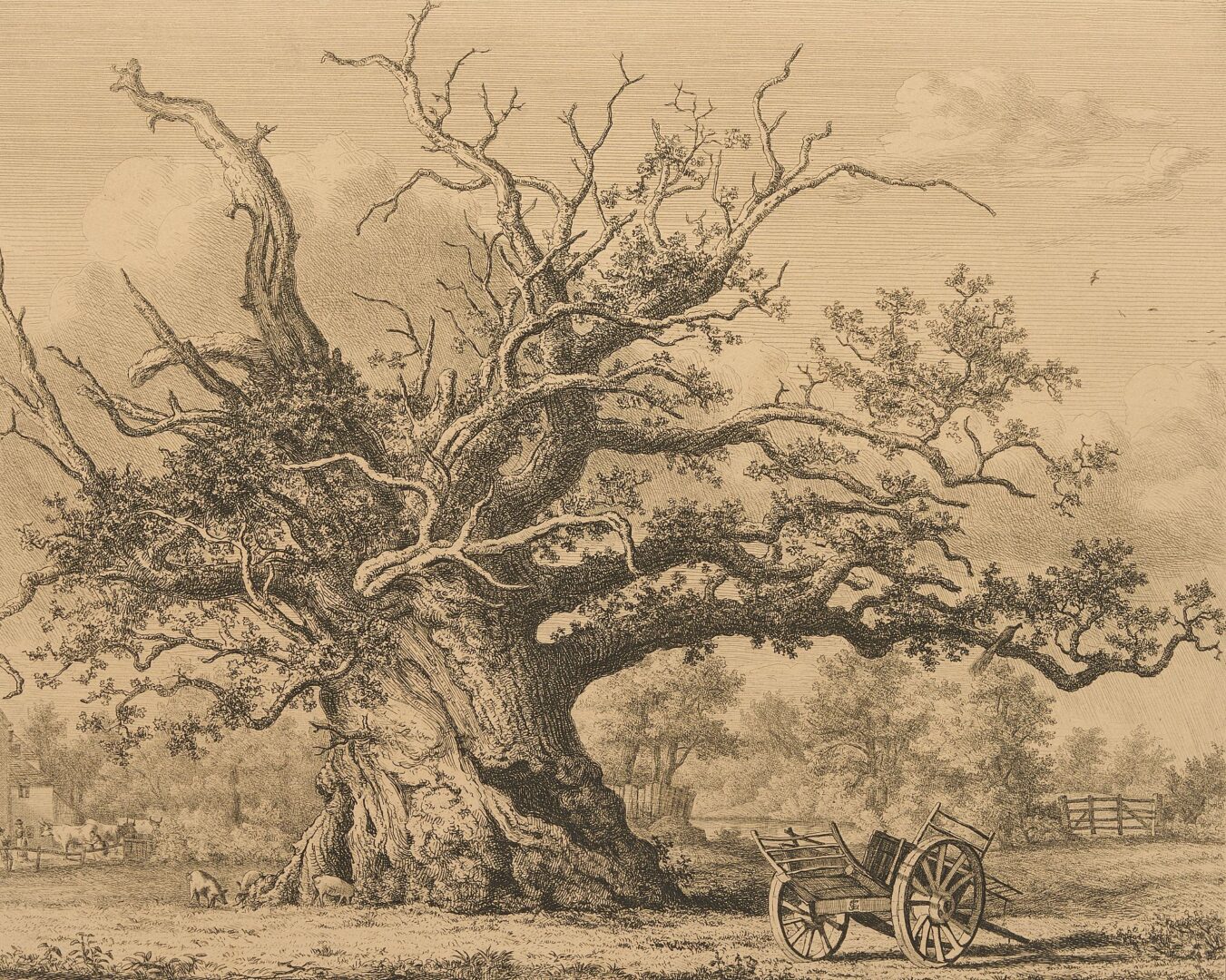 Lot 902: Jacob George Strutt Etching, Cowthorpe Oak Tree