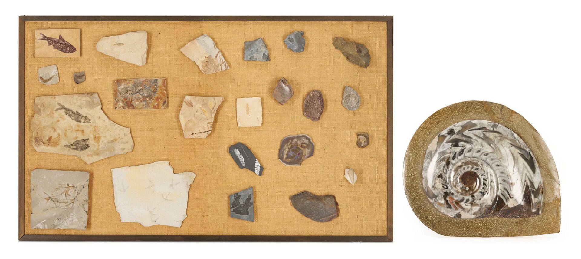 Lot 977: Fossil Collection incl. Ammonoid & Framed Display