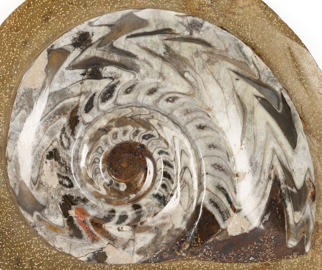 Lot 977: Fossil Collection incl. Ammonoid & Framed Display